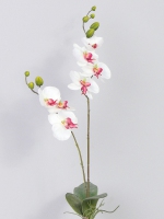 Phalaenopsisplant 75cm wit roze